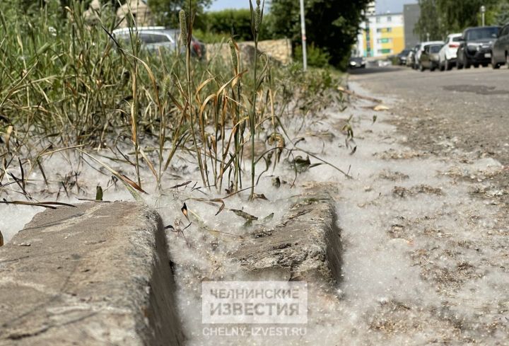 Тополиный миф: почему пух не виноват в вашей аллергии Тополиный миф: почему пух не виноват в вашей аллергии