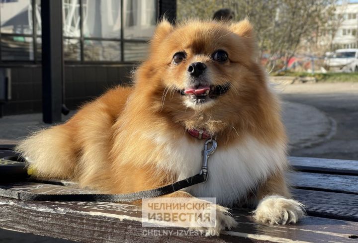 С 1 июля в Татарстане начнут штрафовать хозяев собак без чипа С 1 июля в Татарстане начнут штрафовать хозяев собак без чипа