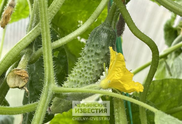 Зеленый блогер: как с одного куста получить рекордный урожай огурцов Зеленый блогер: как с одного куста получить рекордный урожай огурцов