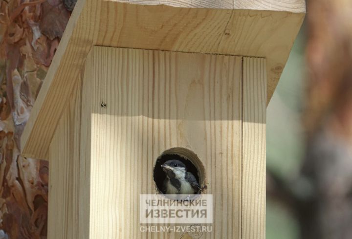 В Челнах ожидается солнечная погода