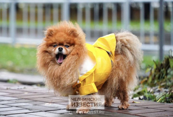 Штрафовать хозяев начнут с 1 июля: в Челнах чипированы почти 3 тысячи собак Штрафовать хозяев начнут с 1 июля: в Челнах чипированы почти 3 тысячи собак