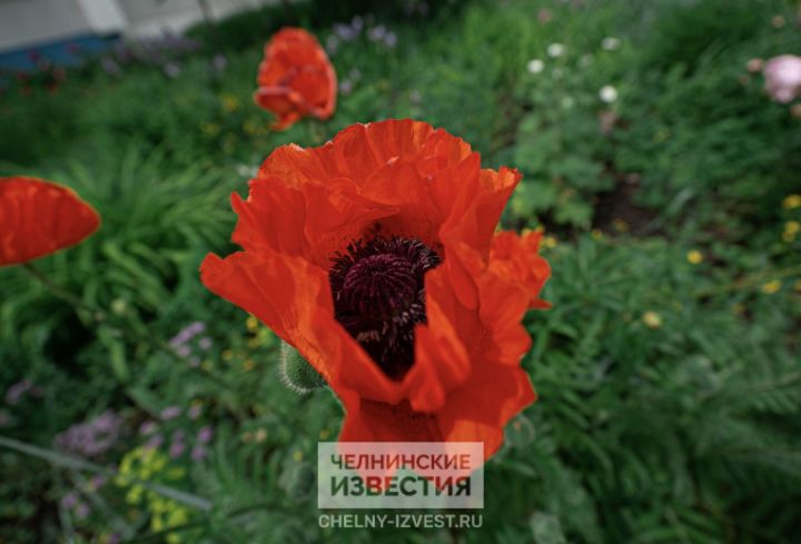 В Татарстане потеплеет, но пройдут грозы В Татарстане потеплеет, но пройдут грозы