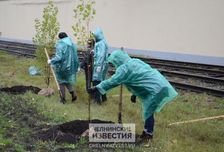 В Челнах за пять лет высадили более 143 тысяч деревьев В Челнах за пять лет высадили более 143 тысяч деревьев