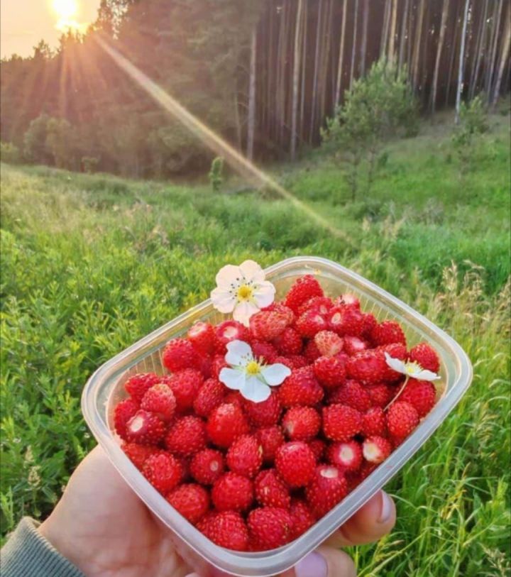 Лесное золото: челнинцы везут домой первую дикую землянику Лесное золото: челнинцы везут домой первую дикую землянику