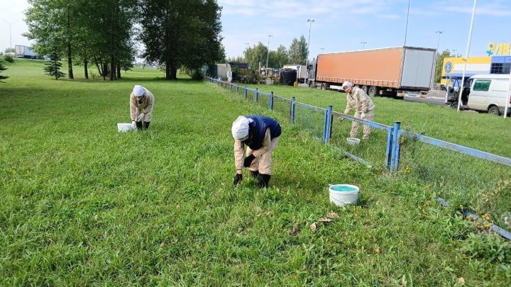 В Челнах началась осенняя борьба с грызунами
