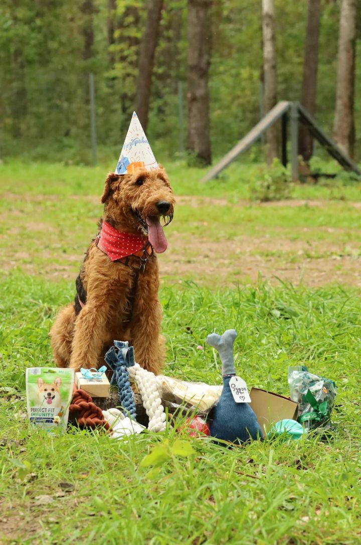 В парке «Прибрежный» с тортом и подарками отметили день рождения собаки Руфуса
