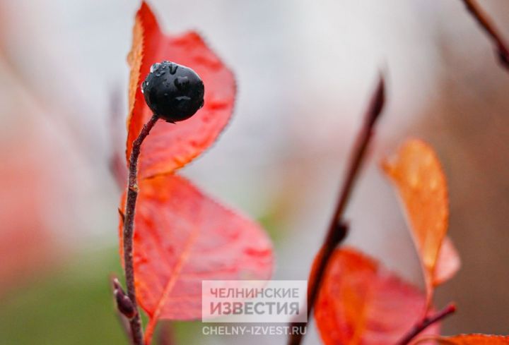 Из лета в осень за сутки: в Татарстане похолодает до +5 градусов