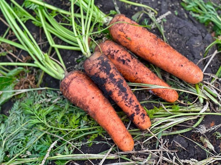 «Дефицита не будет»: фермер похвастался высокой урожайностью картофеля
