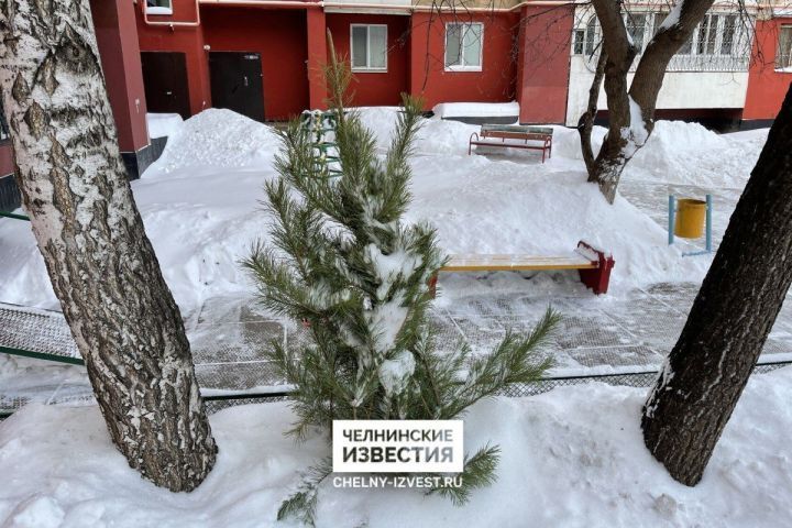 Не выбрасывайте праздник: как дать новогодней елке вторую жизнь