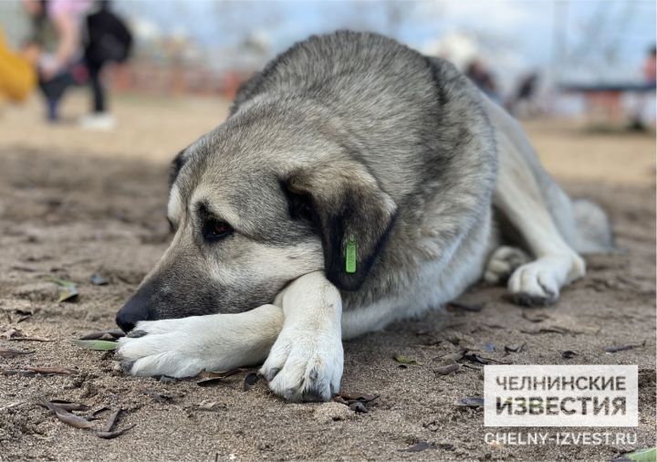 Из-за нападения собак на человека в Нижнекамском районе возбудили уголовное дело