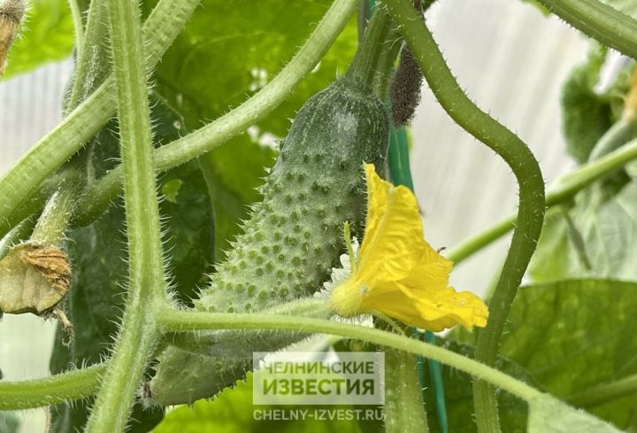 Цены – космос: в Татарстане килограмм огурцов стоит от 500 до 600 рублей