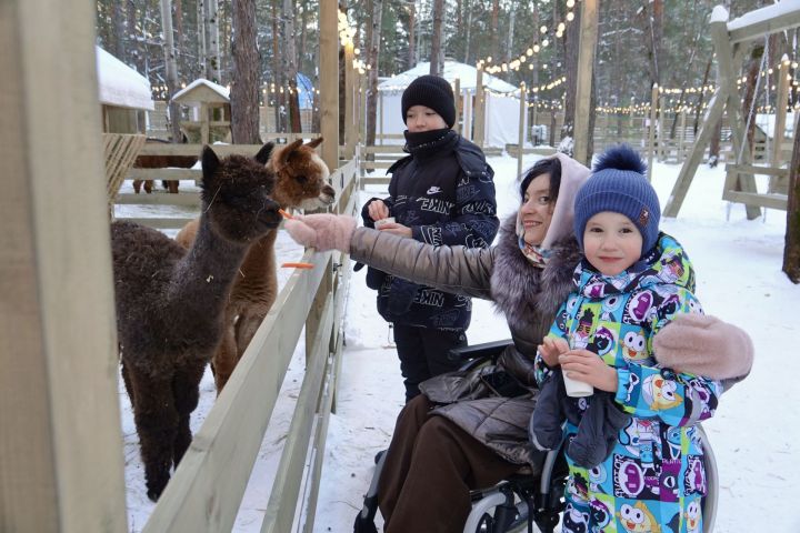 Мечта сбылась: «Челнинские известия» помогли семье попасть в парк альпак