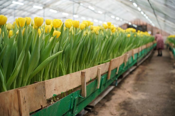 Цветы к празднику: в Челнах к 8 марта посадили 25 тысяч луковиц тюльпанов