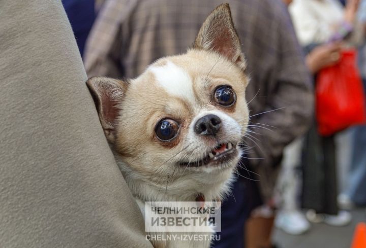 «А не больно ли собаке»: в Челнах вживили чип 4 тысячам питомцев