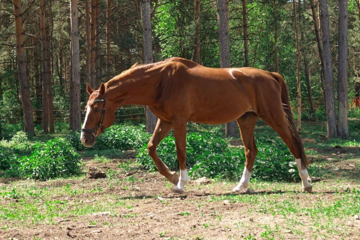 Астролог из Челнов рассказала чего ждать от нового года