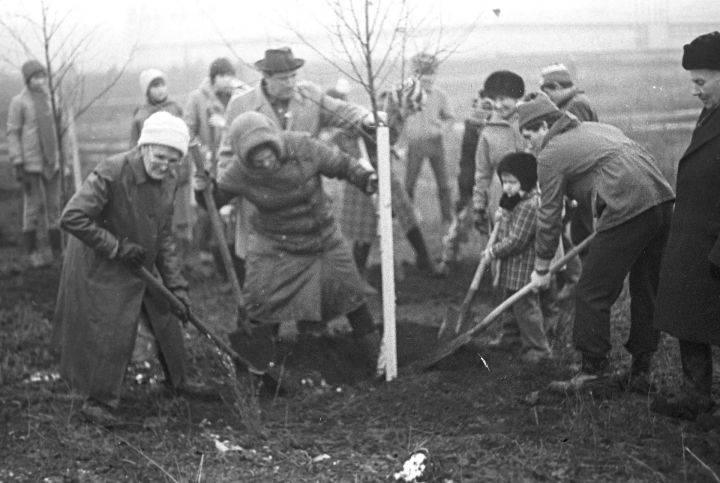 Кто не давал сажать тополя в Челнах и почему все изменилось в 1976 году