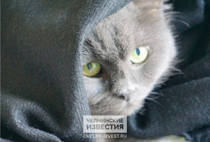 В Татарстане будет ветрено, но без снега