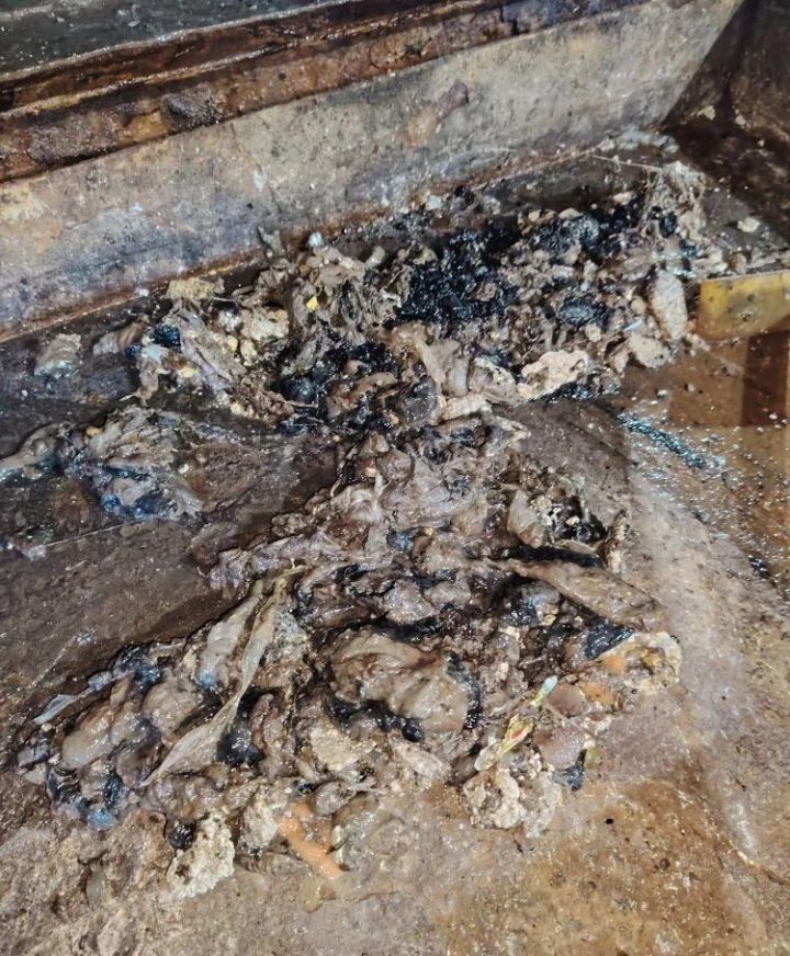 Рога и копыта могут помешать работе канализации промзоны Челнов