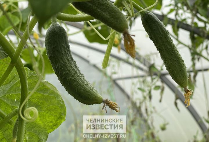 «Огуречный потолок»: причины подорожания огурцов озвучил аналитик