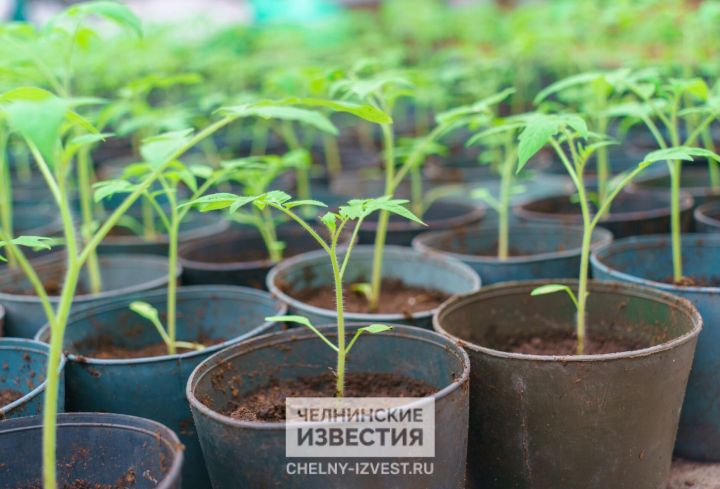 Топ-10 ошибок, из-за которых рассада не дает урожай