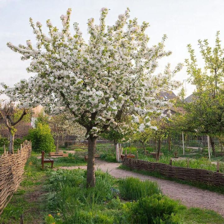 Агроном Диденко: «Весна — лучшее время для плодовых деревьев»