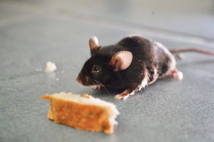 В Челнах установили цены на борьбу с мышами, клопами и мухами