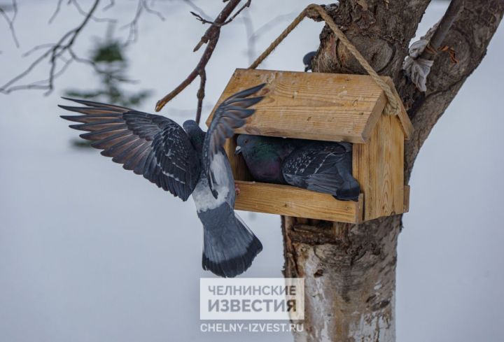 Среда в Челнах будет пасмурной, но без снега