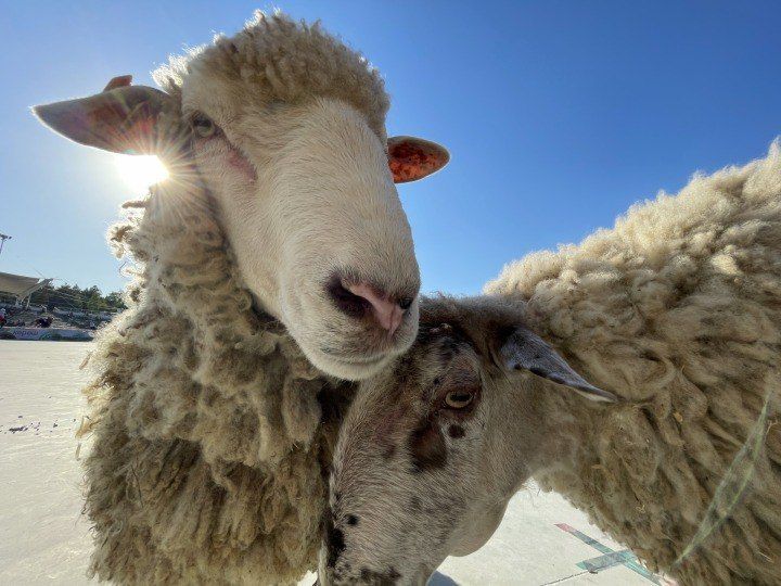 «В Татарстане овец достаточно»: начался завоз животных к Курбан-байраму