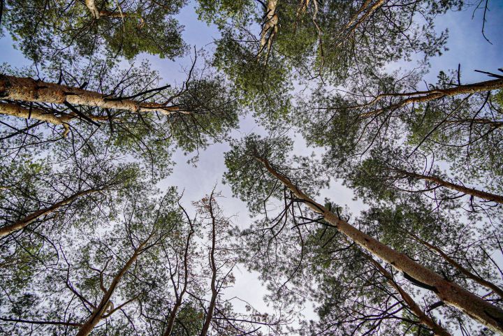 Средняя зарплата работников лесной отрасли в Татарстане превысила 55 тысяч