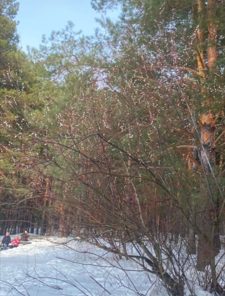 В Челнах верба зацвела раньше обычного