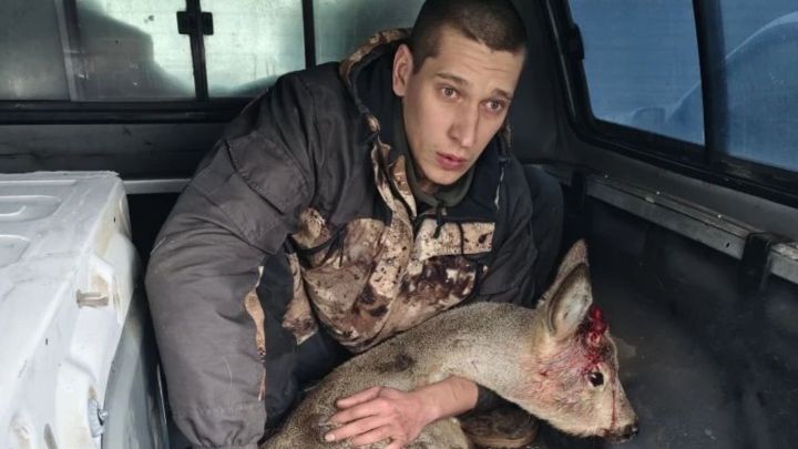 В Татарстане спасли раненую косулю, забежавшую на территорию больниц
