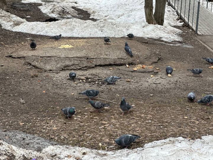 Челнинцев просят не кормить пернатых у канализационных люков