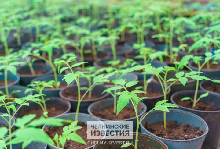 Биолог Салахов назвал главные ошибки садоводов при высадке рассады