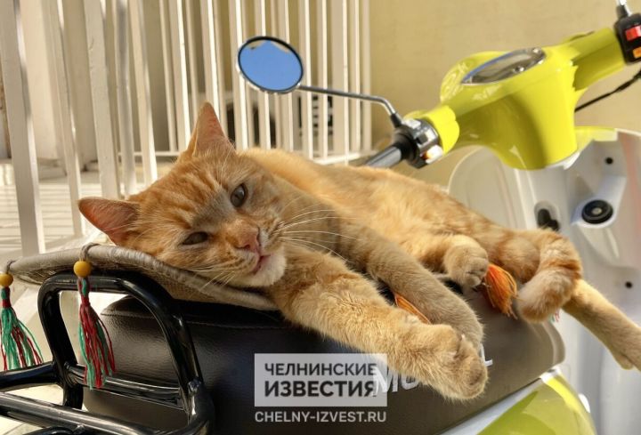 Один кот на 18 «квадратов»: в Татарстане животным определят норму жилплощади