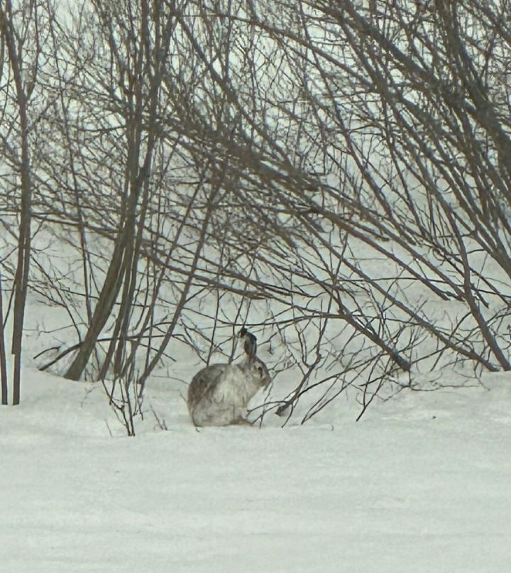 В Челнах судьи в перерывах между заседаниями смотрят на зайцев