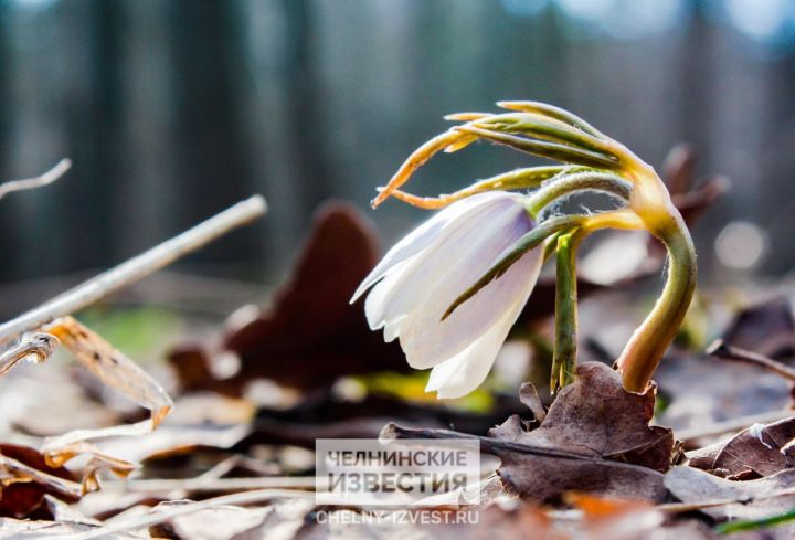 От грозы до заморозков: в Татарстане резко изменится погода