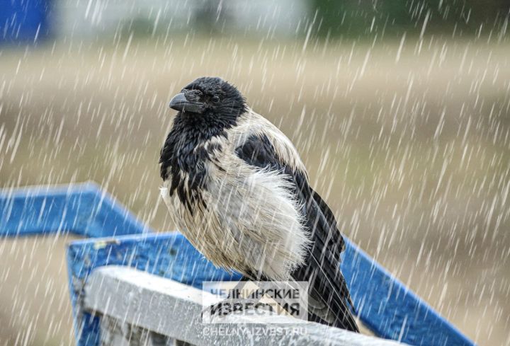 Циклон принесёт в Татарстан дожди и мокрый снег