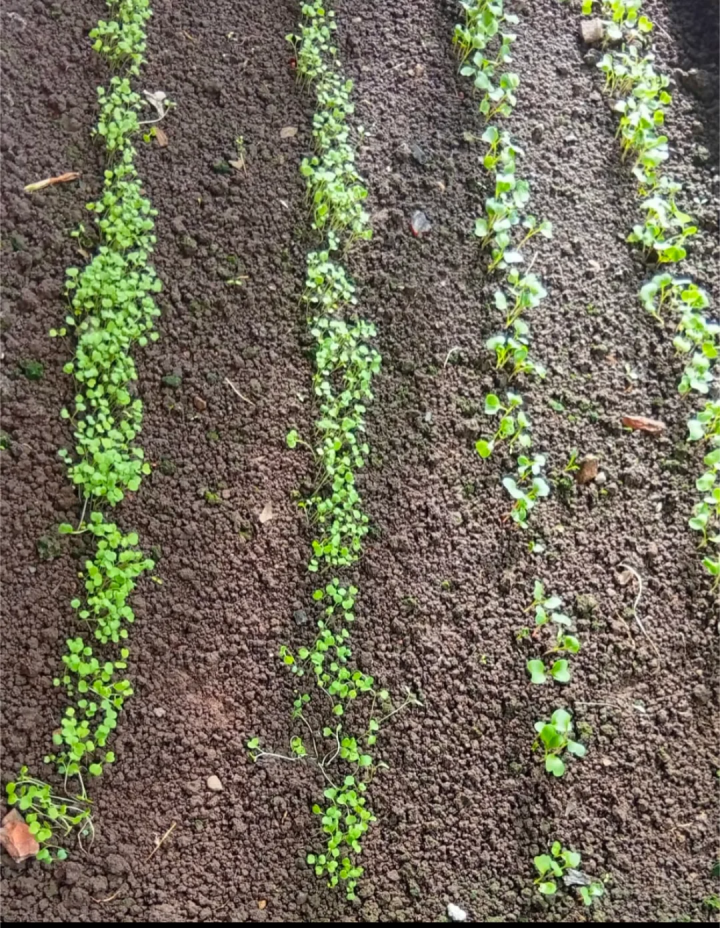 Календарь огородника: дачники Челнов уже высадили редиску и капусту