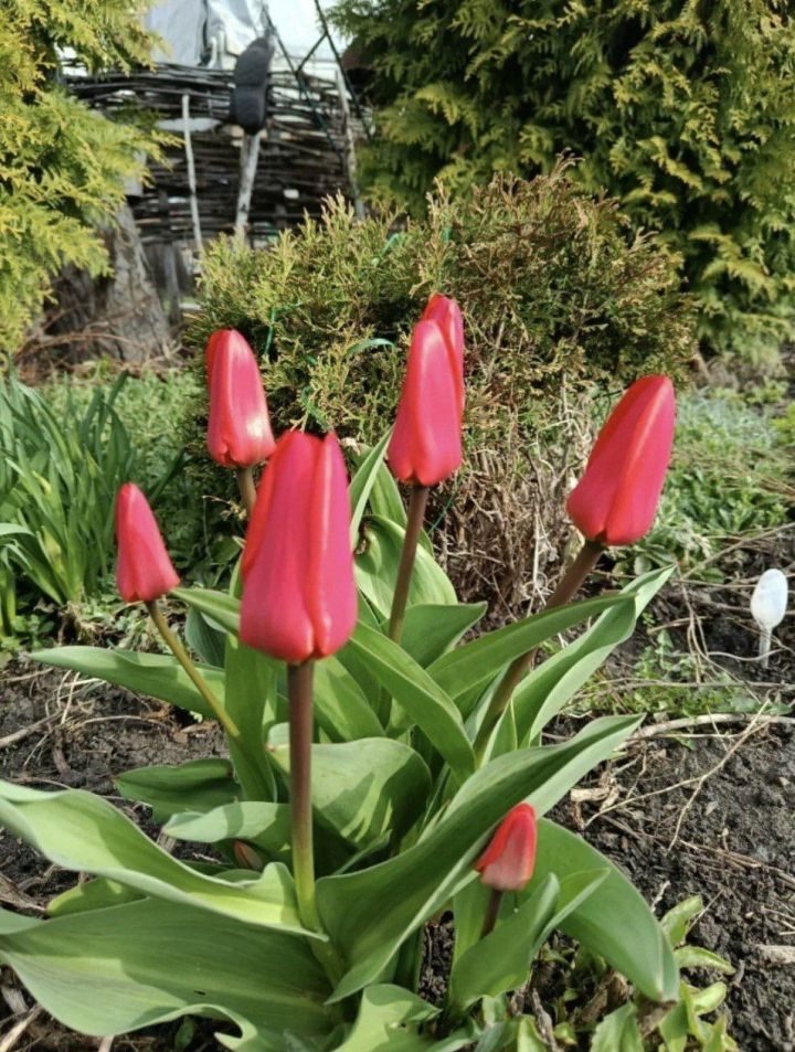 Погодные качели: в Татарстане дневная температура с +17 упадет до +2