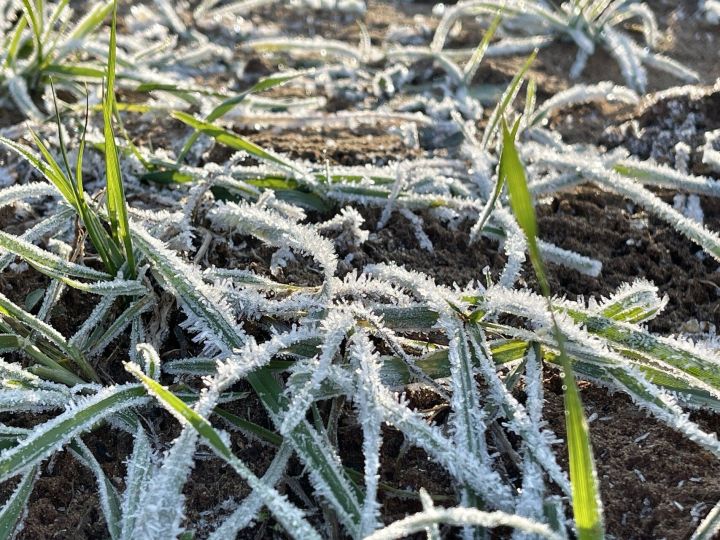 Апрельские заморозки не страшны ягодам, но могут нанести урон озимому луку
