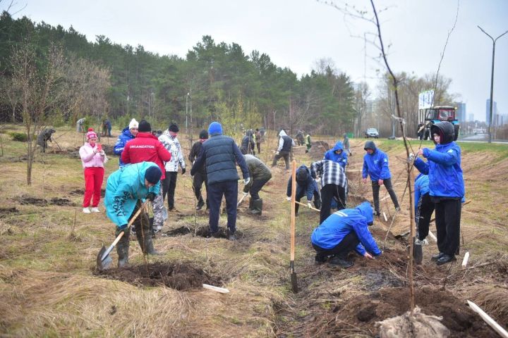 В Челнах на субботнике высадили 300 деревьев, несмотря на дождь