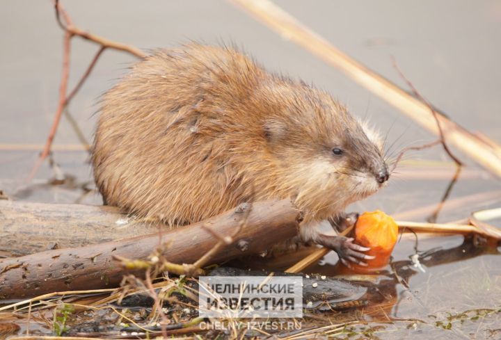 Привет от зимы: в Татарстане сохранится холодная погода