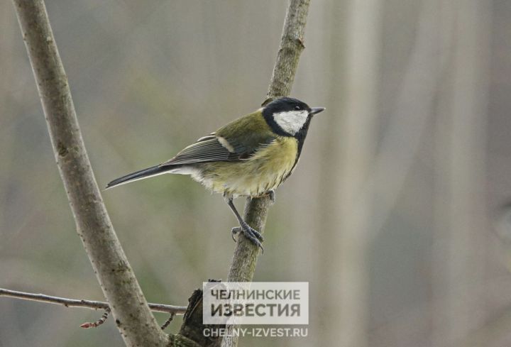 Ветер с мокрым снегом: тепло не спешит в Татарстан