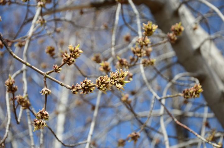 В выходные в Татарстане потеплеет до 15-16 градусов