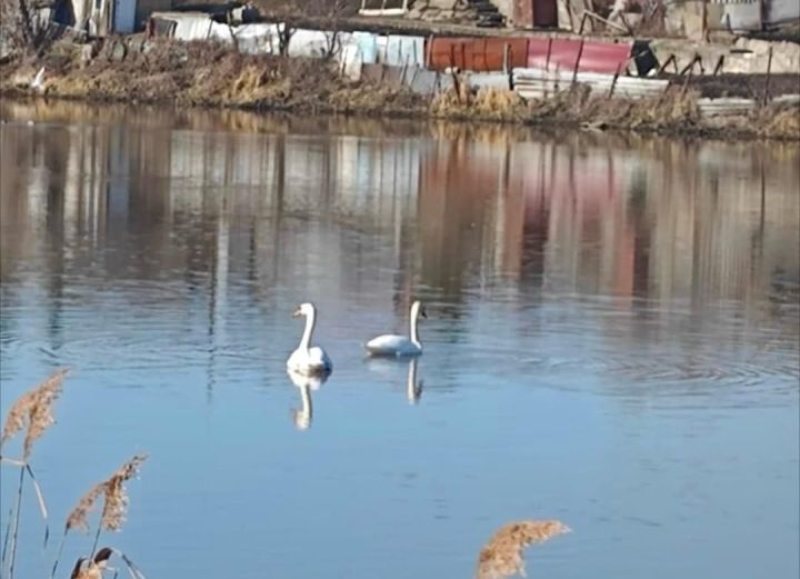 Зимовка позади: в Челны прилетели лебеди