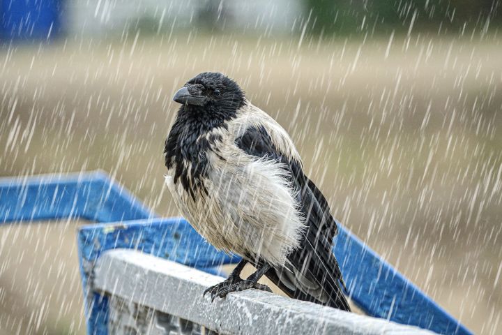 В Татарстан пришли дожди, но скоро вернется тепло