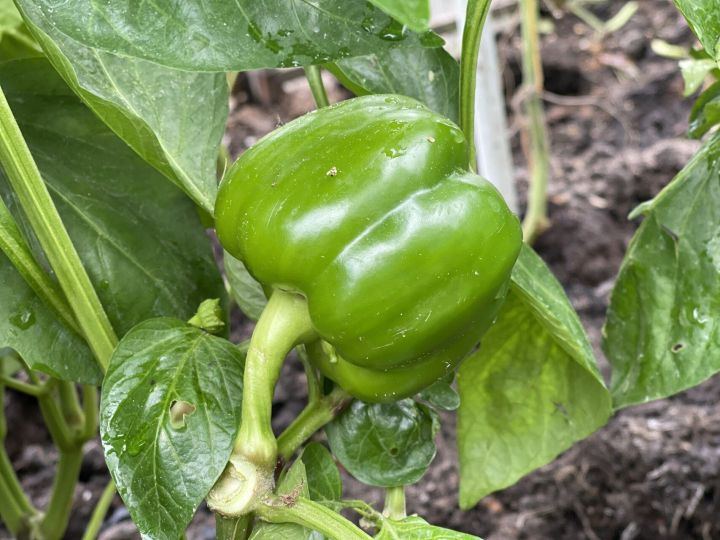 Календарь огородника: чем подкормить перцы для отменного вкуса