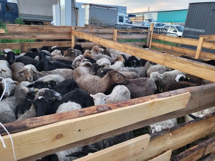 В Челнах приняли 1600 голов животных для жертвоприношения
