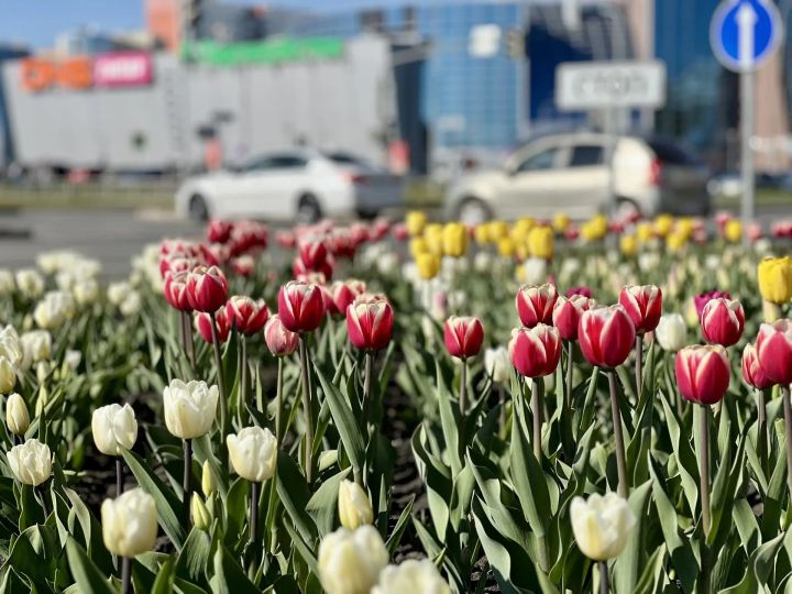 В Набережных Челнах зацвели первые тюльпаны