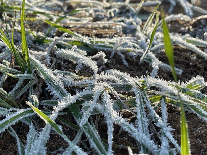В Татарстане в ночь на воскресенье ожидаются заморозки до -1